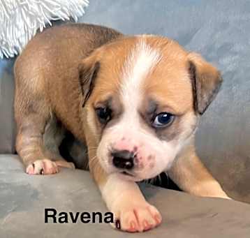 Photo of Ravenna
