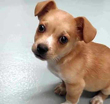 Photo of Taco
