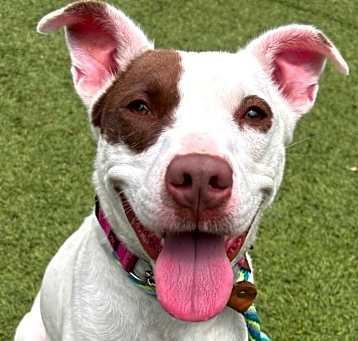 Photo of Pinky- Reduced Adoption Fee