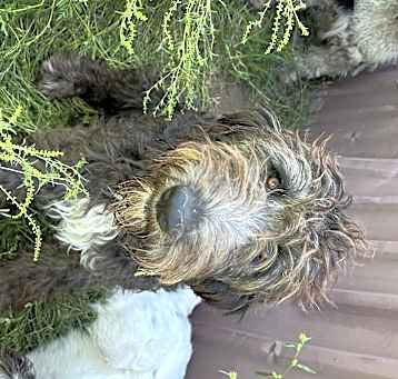 Photo of Juliet
