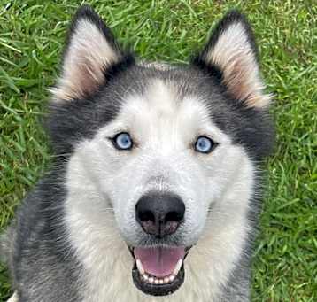 Photo of Athena