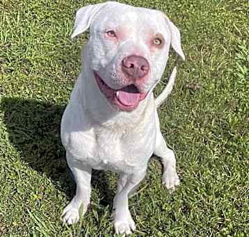Photo of Petey
