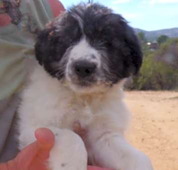 Photo of FARM PUPS E