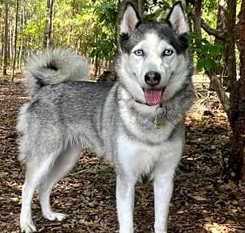 Photo of Luna