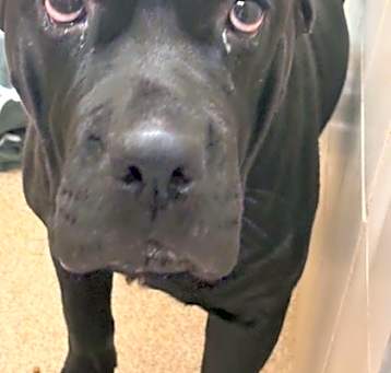 Photo of Betsy-Rescue Only