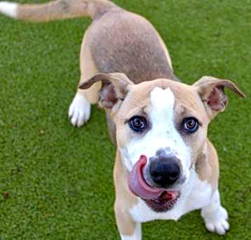 Photo of Piper