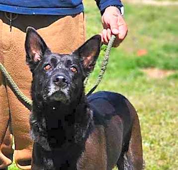 Photo of HATTIE