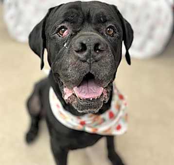 Photo of SAMSON