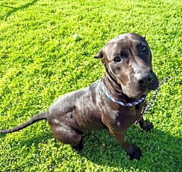 Photo of Chili