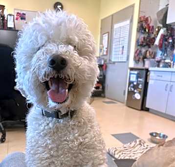 Photo of Doodle Dandy
