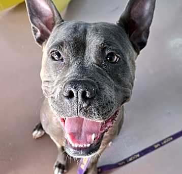 Photo of Smoochie