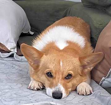 Photo of Watson