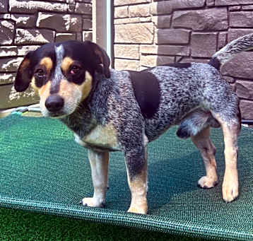 Photo of Romeo