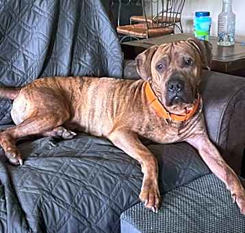 Photo of Brutus