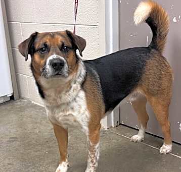 Photo of Boone