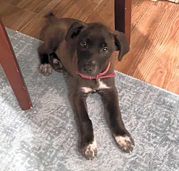 Photo of JULIET