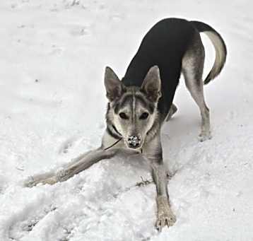 Photo of Scout