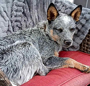 Photo of Tucker