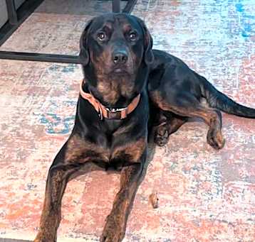Photo of Baloo