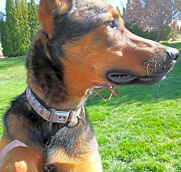 Photo of Jasper