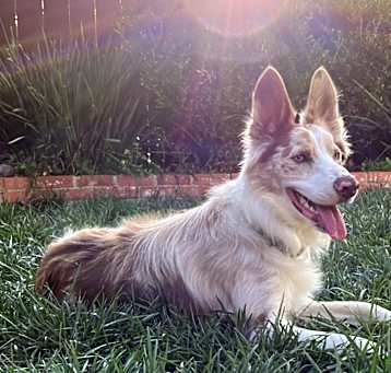 Photo of Jasper