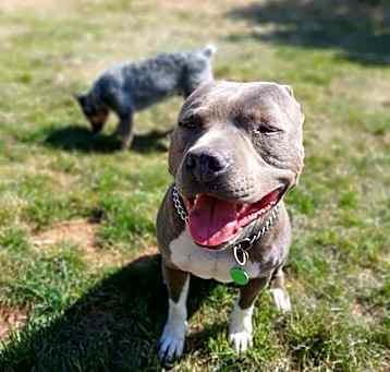 Photo of Oliver
