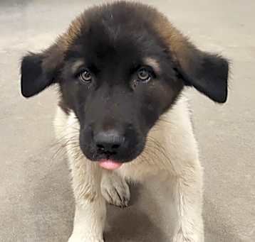 Photo of Samson