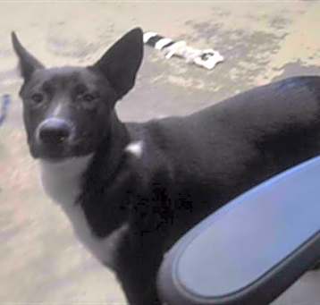 Photo of PIPER