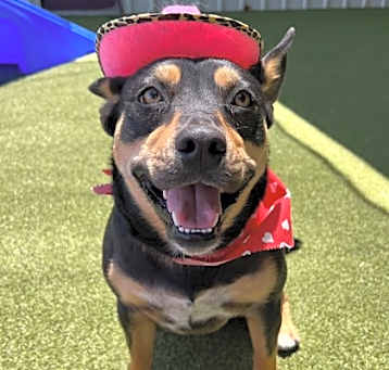Photo of Wiggles