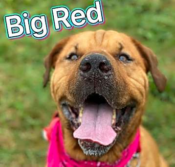 Photo of Big Red