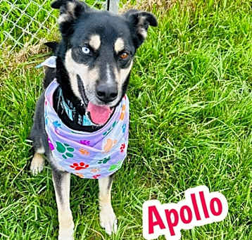 Photo of Apollo