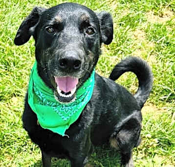 Photo of Whiskey