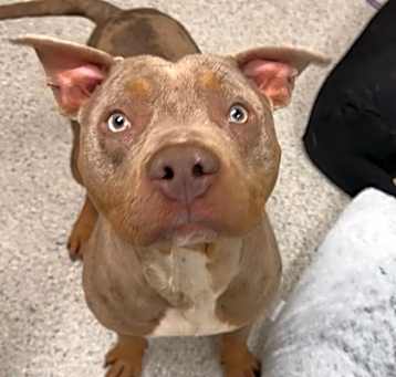 Photo of Archer
