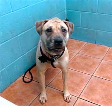 Photo of BUFFY