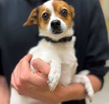Photo of Patch