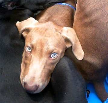 Photo of MALISA