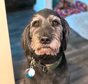 Photo of Moose