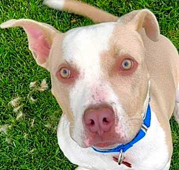 Photo of Diego - Foster or Adopt Me!