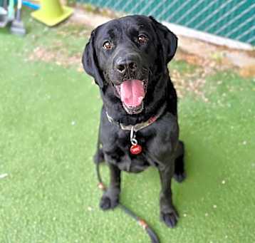 Photo of Onyx