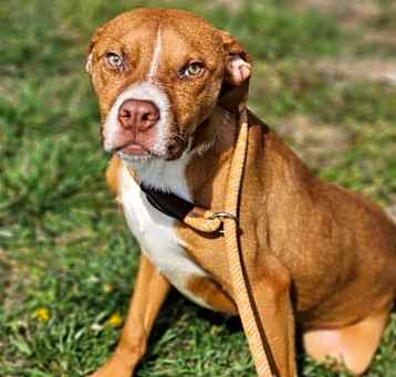 Photo of Killian - Adoptable