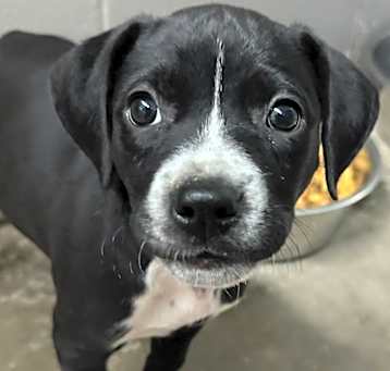 Photo of Cherokee