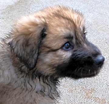 Photo of Leander