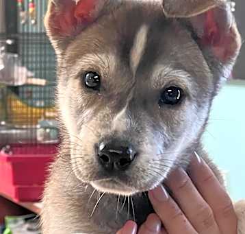 Photo of Skye