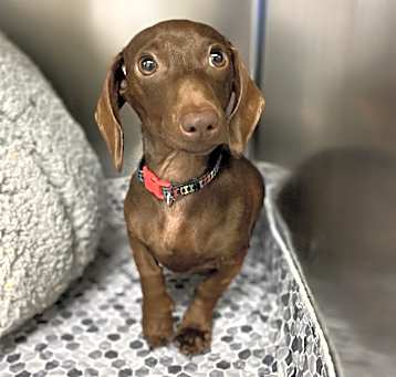 Photo of Lady Tootsie Roll