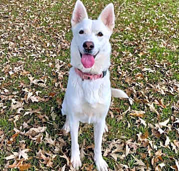 Photo of Velo