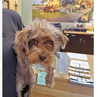 Photo of IEPA-Stray-17233