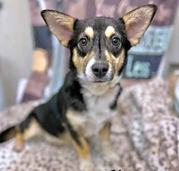 Photo of Korki Adoption Pending