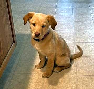 Photo of Phoenix-In a foster home