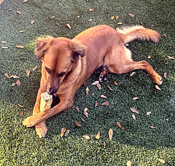 Photo of Jaggi