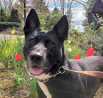 Photo of Shelby (level 1)